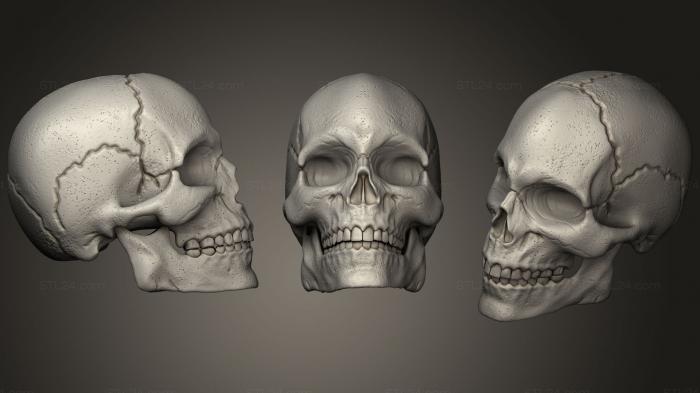 Anatomy of skeletons and skulls (Skull26, ANTM_1301) 3D models for cnc
